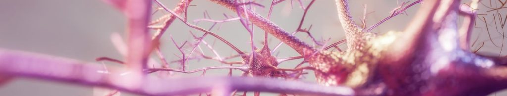 neurons