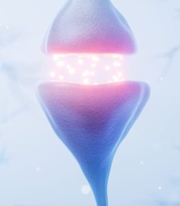 neurons