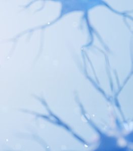 neurons