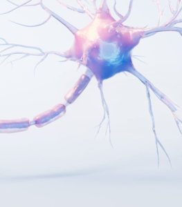 neurons