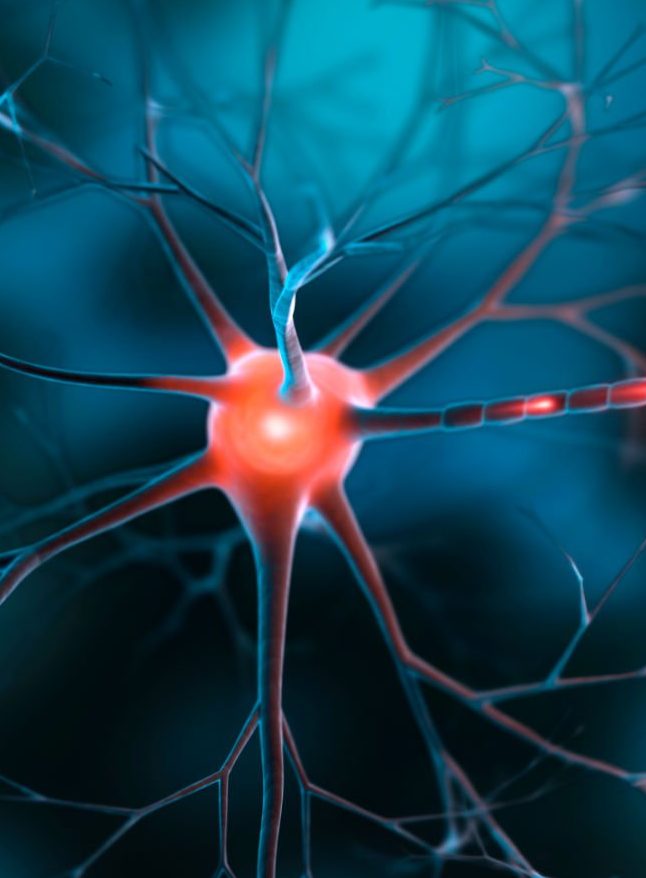 neuron