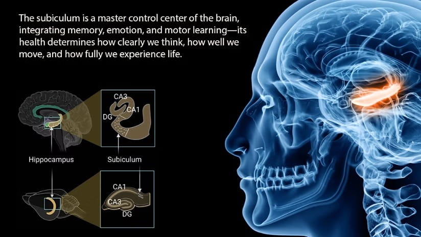 brain's subiculum